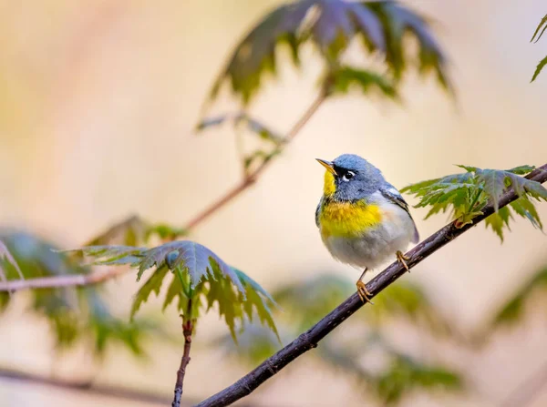 Gros Plan Magnifique Oiseau Sauvage Perché Sur Une Branche — Photo