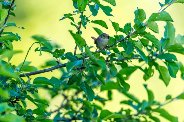 特写镜头 小鸟栖息在绿叶树枝上 — 图库照片