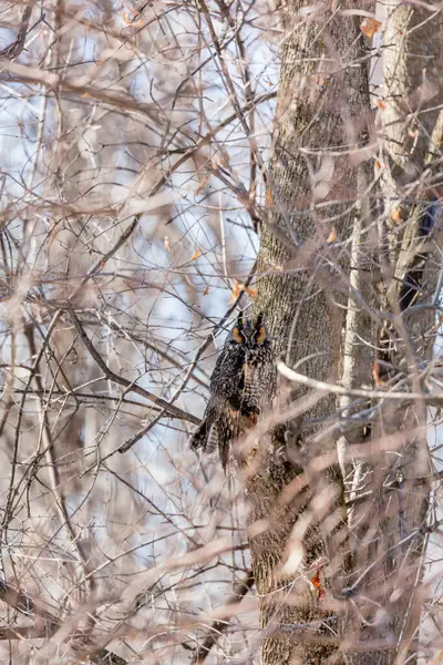 Zblízka Záběr Krásné Sovy Přírodním Prostředí — Stock fotografie