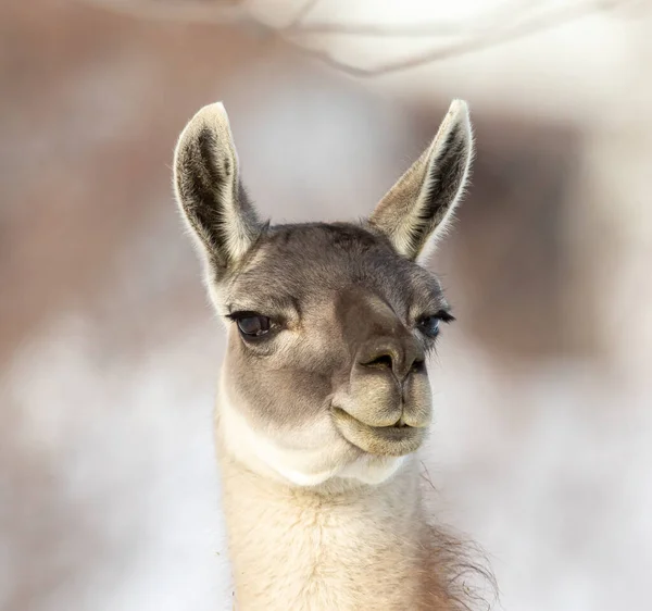 Primer Plano Tiro Llama Adorable Invierno — Foto de Stock