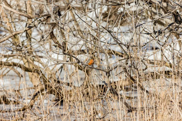 Close Shot Beautiful Bird Forest — Stock Photo, Image