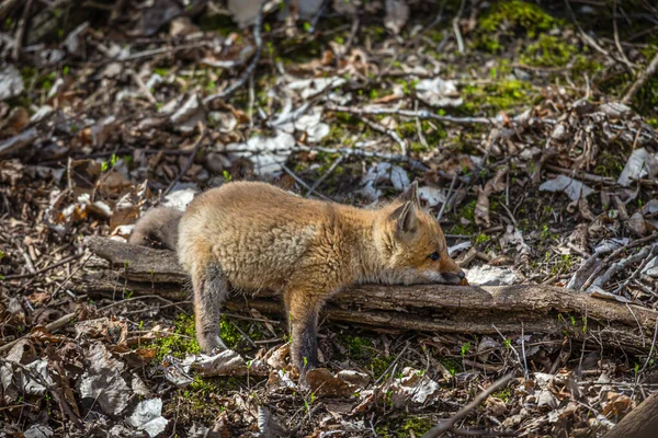 Primer Plano Cachorro Zorro Rojo Bosque — Foto de Stock