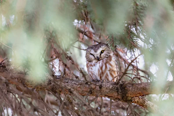 Primo Piano Colpo Bella Civetta Habitat Naturale — Foto Stock