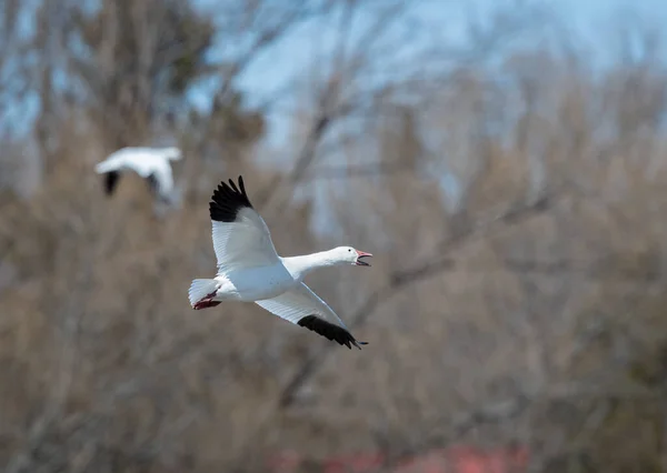 Szenische Aufnahme Von Schönen Wildgänsen Die Der Natur Fliegen — Stockfoto