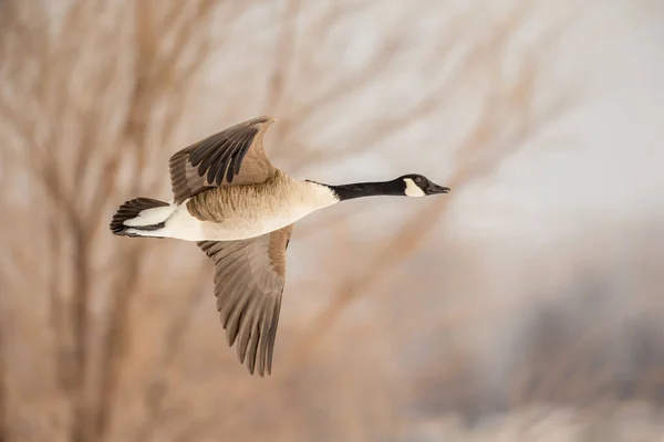 Szenische Aufnahme Von Schönen Wildgänsen Die Der Natur Fliegen — Stockfoto