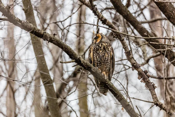 Gros Plan Belle Chouette Dans Habitat Naturel — Photo