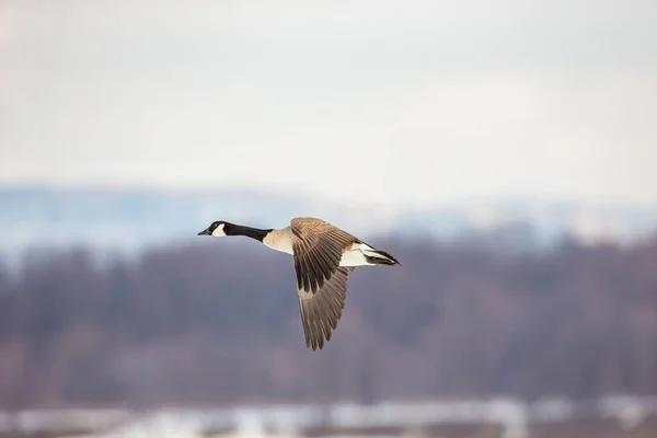 Szenische Aufnahme Von Schönen Wildgänsen Die Der Natur Fliegen — Stockfoto