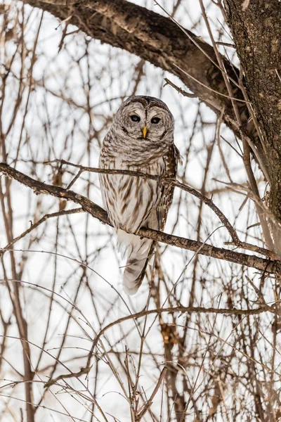 Primo Piano Colpo Bella Civetta Habitat Naturale — Foto Stock