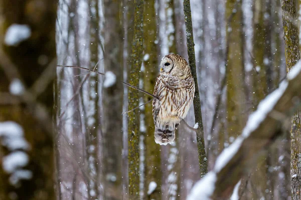 Primo Piano Colpo Bella Civetta Habitat Naturale — Foto Stock