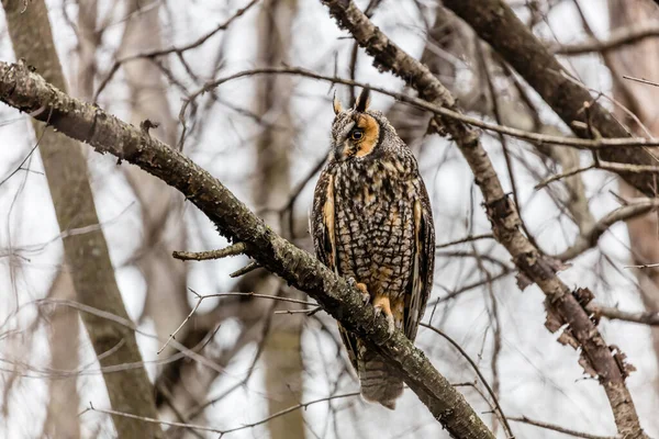 Gros Plan Belle Chouette Dans Habitat Naturel — Photo