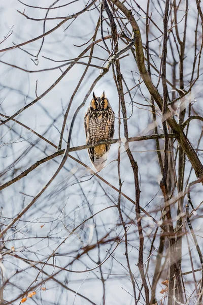 Close Shot Beautiful Owl Natural Habitat — Stock Photo, Image