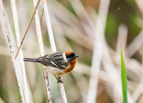 Close Beautiful Wild Bird Perching Branch — Stock Photo, Image