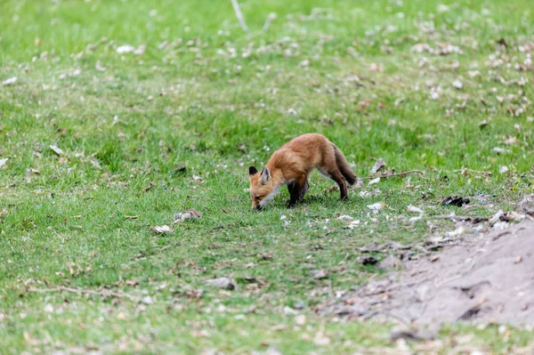 Gros Plan Beau Renard Sauvage Sur Prairie Verte — Photo