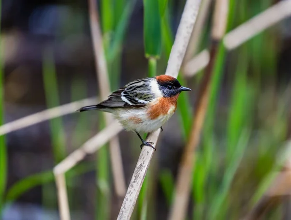 Nahaufnahme Eines Schönen Wildvogels Der Auf Einem Ast Hockt — Stockfoto