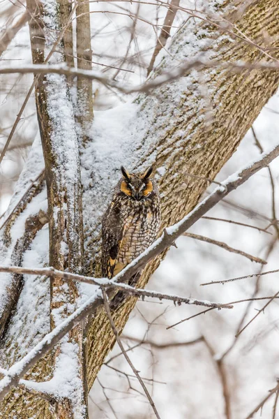 Gros Plan Belle Chouette Dans Habitat Naturel — Photo