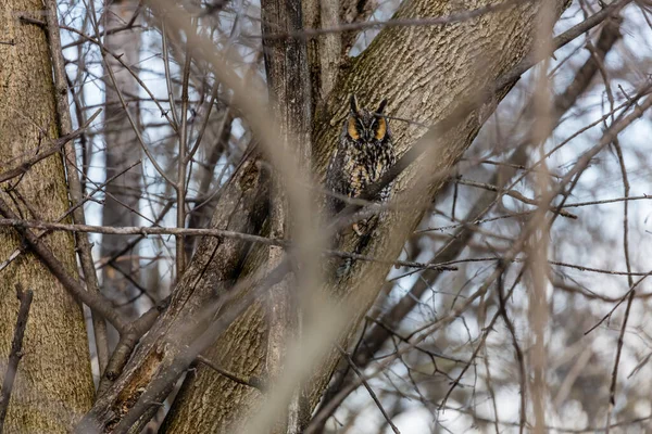 Gros Plan Belle Chouette Dans Habitat Naturel — Photo