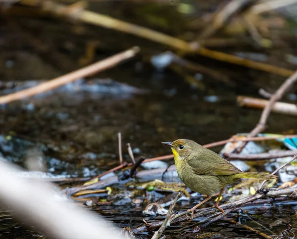 Primo Piano Bellissimo Uccello Selvatico Appollaiato Ramo — Foto Stock