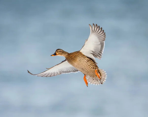 Scenic Shot Beautiful Wild Duck Flying Nature — Stock Photo, Image