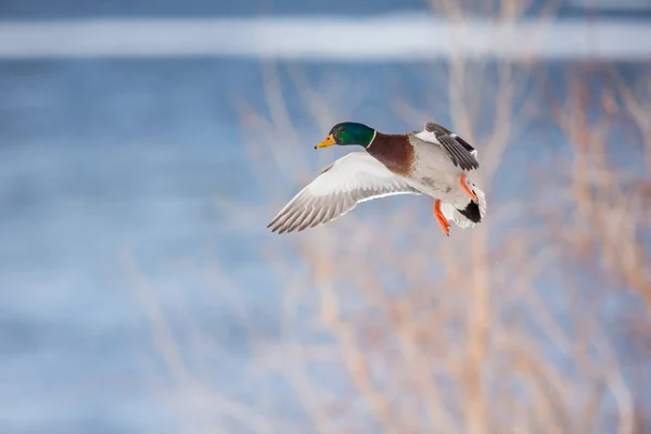 Plan Panoramique Beau Canard Sauvage Volant Dans Nature — Photo