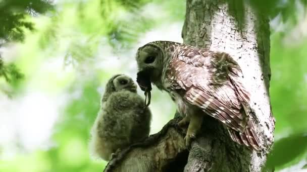 Close Footage Owl Feed Her Baby Tree — Stok Video