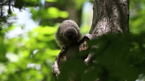 緑の木に這う小さなフクロウのクローズアップ映像 — ストック動画