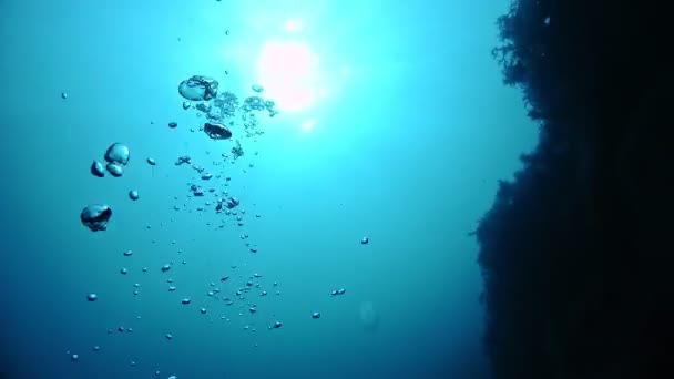 Vista Primera Persona Desde Las Profundidades Del Mar Aletas Rayos — Vídeo de stock