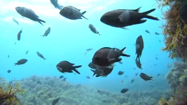 Ένα Σμήνος Από Περίεργα Μαύρα Ψάρια Damselfishes Κολυμπά Μπροστά Από — Αρχείο Βίντεο
