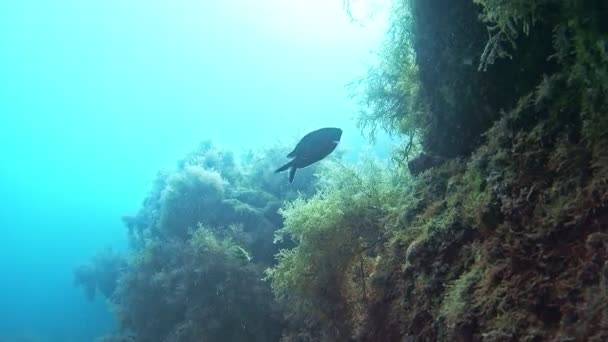 Balık Papağan Balığı Tavus Kuşu Alglerle Kaplı Bir Kayanın Yanında — Stok video