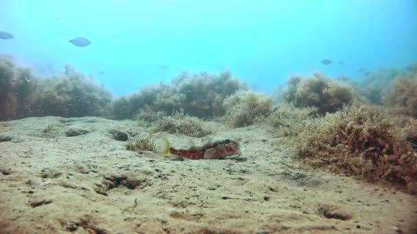 Риба Мультик Лежить Піщаному Дні Позіхає Лежить Тлі Плавальної Риби — стокове відео
