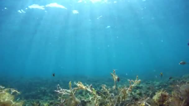 Pequenos Peixes Nadam Frente Câmera Contra Fundo Plano Com Algas — Vídeo de Stock