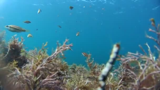 Στατική Θέα Στα Καστανά Φύκια Μικρά Καστανά Ψάρια Κολυμπούν Στη — Αρχείο Βίντεο
