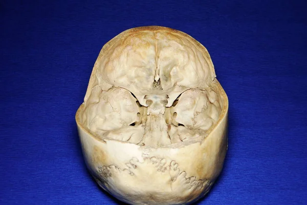 Řezaná Lebka Modrém Pozadí Pohled Shora Dozadu Vnitřní Základna Lebky — Stock fotografie