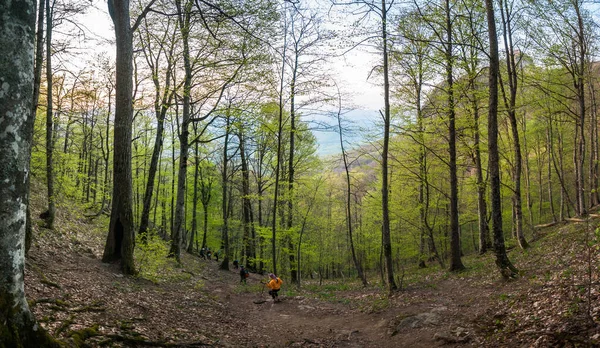 Panorama Des Frühlingswaldes Mit Jungen Grünen Blättern Ein Mann Orangefarbener — Stockfoto