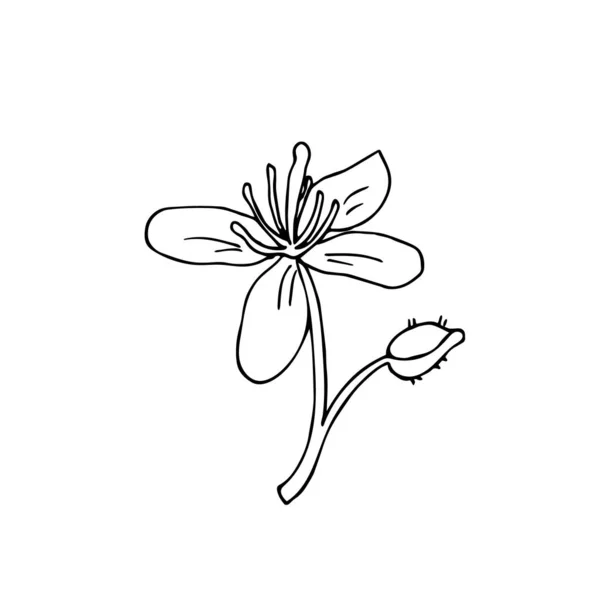 Une Fleur Célandine Dans Style Doodle Illustration Vectorielle Dessinée Main — Image vectorielle