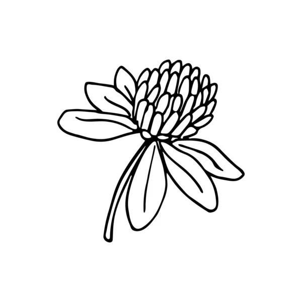 Uma Flor Trevo Estilo Doodle Ilustração Vetorial Desenhada Mão Tinta —  Vetores de Stock