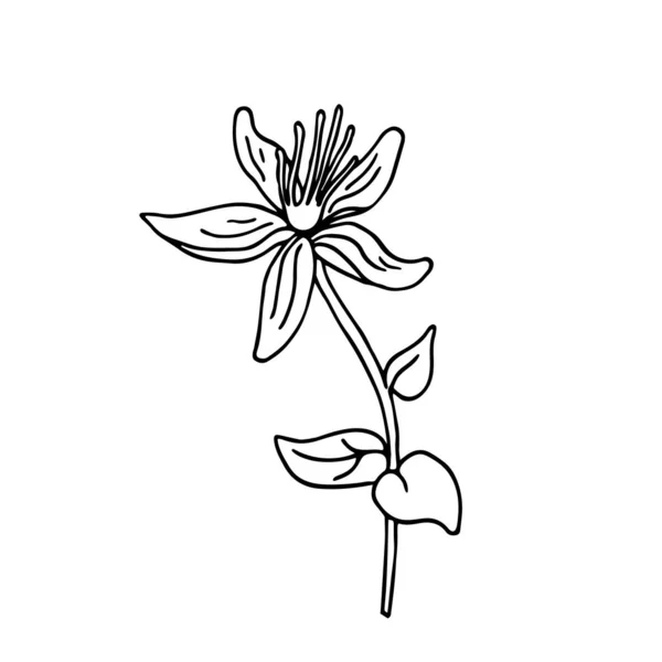 Uma Flor Hipericum Estilo Doodle Ilustração Vetorial Desenhada Mão Tinta —  Vetores de Stock