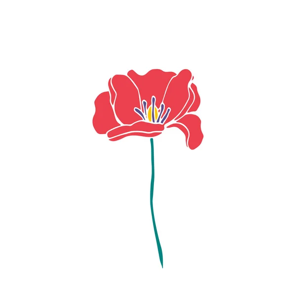 Illustration Vectorielle Dessinée Main Une Belle Fleur Pavot Rouge Isolée — Image vectorielle