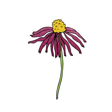 Beyaz arka planda izole edilmiş güzel bir ekinezya çiçeğinin el çizimi vektör çizimi. Doodle tarzı ve suluboya dolgu. Dekoratif kır çiçeği. Homeopati ürünlerinin tasarımı için harika.. 