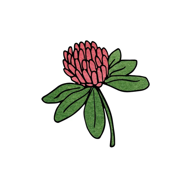 Handritad Illustration Vacker Klöver Blomma Isolerad Vit Bakgrund Doodle Stil — Stockfoto