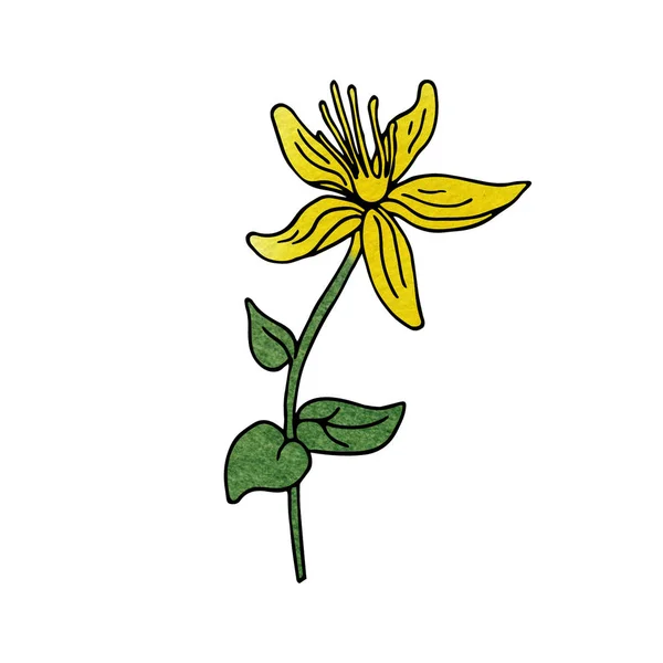 Ручной Рисунок Красивого Цветка Hypericum Белом Фоне Лапша Акварельная Начинка — стоковое фото