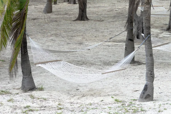 Hammocks tied to palm trees in a tropical island