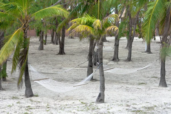 Hammocks tied to palm trees in a tropical island