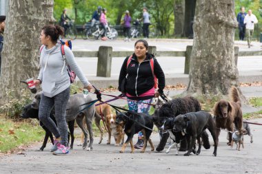 Profesyonel köpek terbiyecisi Central Park'ta
