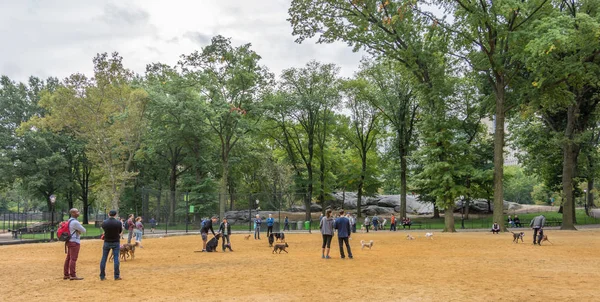 Persone e cani a Central Park, New York — Foto Stock