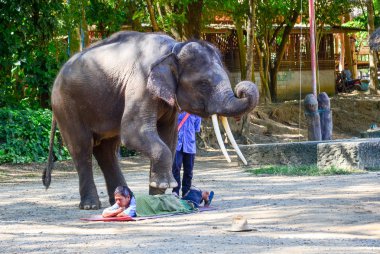 Sirk filler Tayland fil performans göster