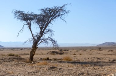 İsrail Negev Çölü'nde yalnız ağacı 