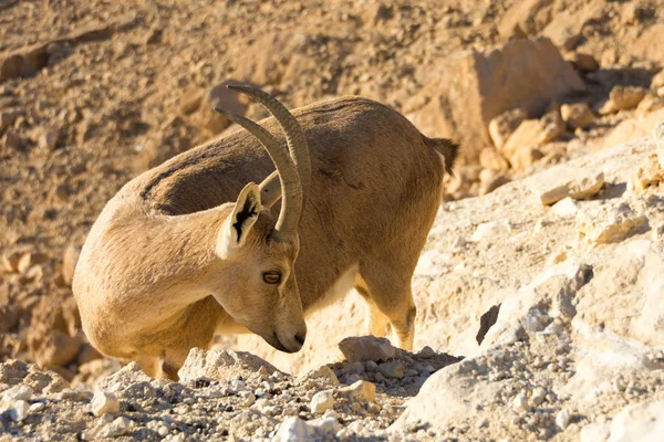 Nubian Ibex Goat Ramon Crater in Israel — Stock Photo, Image