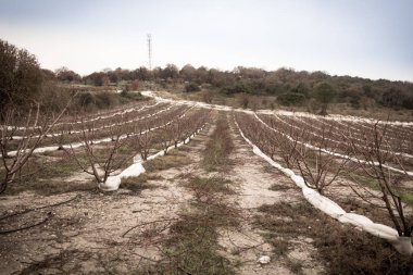 Carmel ve Zihron Yakup, Nazareth, Safed arasında alt Celile,
