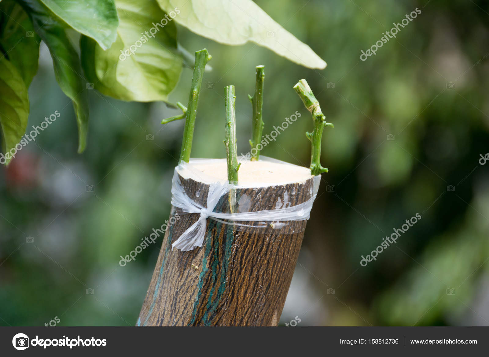 Pictures grafting Agricultural grafting of citrus fruit trees