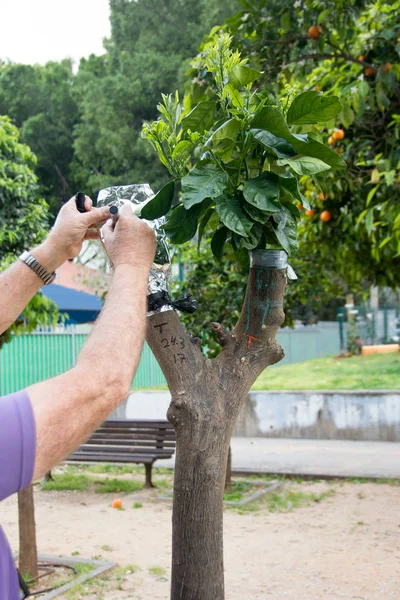 Agricultural grafting of citrus fruit trees — Stock Photo, Image